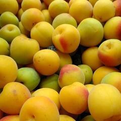 減農薬栽培 南高梅 完熟落下ネット受け ５kgの画像