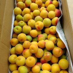 減農薬栽培 南高梅 完熟落下ネット受け ５kg