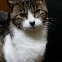 里親さん急募