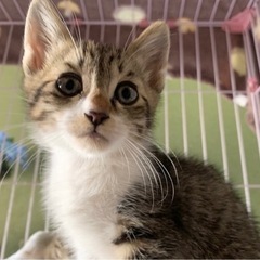 【素敵な家族が出来ました💓】ゆず♡れもん - 北九州市