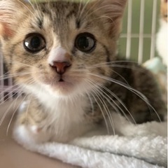 【素敵な家族が出来ました💓】ゆず♡れもん