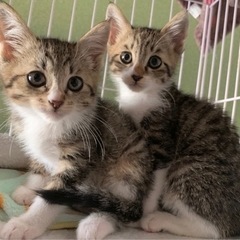 【素敵な家族が出来ました💓】ゆず♡れもん - 猫