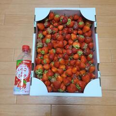 訳あり美味しくて甘いいちご(19日完売しました)の画像