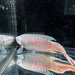 ペア★琉球レッド★琉球闘魚★パラダイスフィッシュ★入手困難★数量...