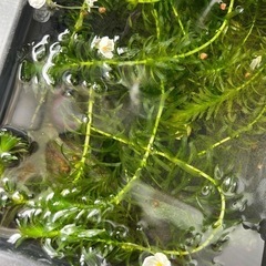 【限定1名様】水草　カボンバの画像