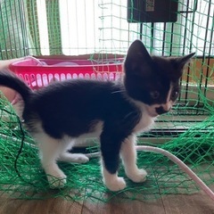 【里親様決定】保護した子猫の里親募集