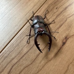 ノコギリクワガタ　オス