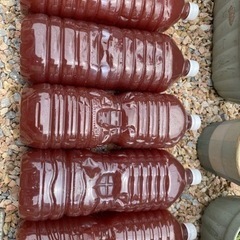 PSB 2L 濃厚 桜めだか 光合成細菌 嫌気性バクテリア 水質浄化  熱帯魚 水槽 アクアリウム メダカの画像