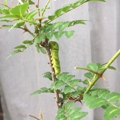 アゲハの幼虫