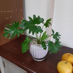 シェローム　観葉植物