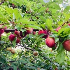 ② 採れたて甘いプラムフルーツ果物野菜スイーツ⭐︎横須賀⭐︎食品