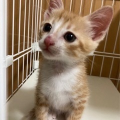 里親決まりました。^ ^もうすぐ2ヶ月　子猫