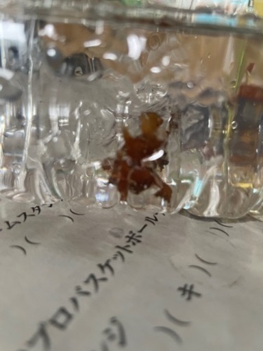 カエルアンコウ