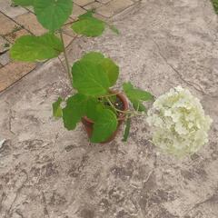 アジサイ 紫陽花 アナベル