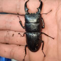 ヒラタクワガタ
