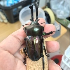 ニジイロクワガタ　ペア（大型）の画像