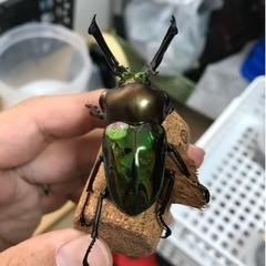 ニジイロクワガタ　ペア（大型）の画像