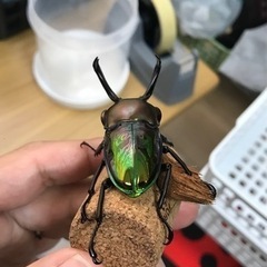 ニジイロクワガタ　ペア（大型）の画像