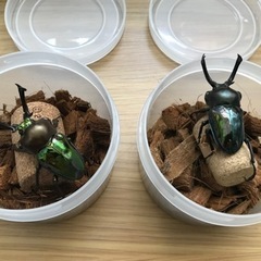 ニジイロクワガタ　ペア（大型）の画像