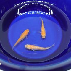 紅白ラメ メダカ3匹