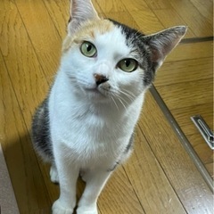 2歳ぐらいの三毛の女の子