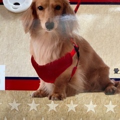 犬用ハーネス未使用の画像
