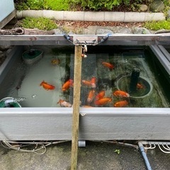 協会系 らんちゅう　二歳魚