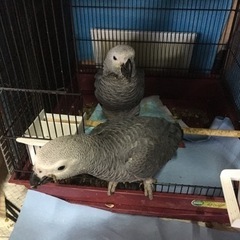 ヨウム迷子群馬県前橋市
