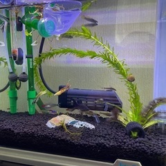 熱帯魚 譲りますの画像