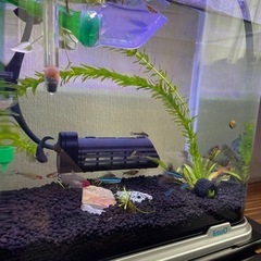 熱帯魚 譲りますの画像