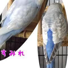 【決まりました】セキセイインコ（バイオレット系）ペア