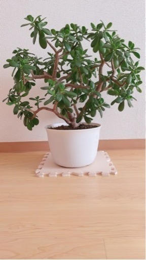 華花月　多肉植物(送料込みの値段)