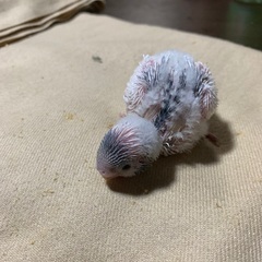 セキセイインコのヒナ 里親募集中です