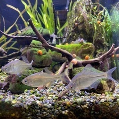 値下げしました　30cmキューブ渓流レイアウト水槽の画像