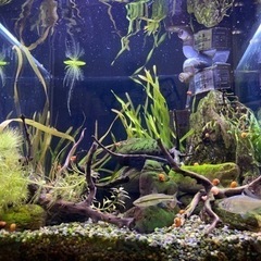 値下げしました　30cmキューブ渓流レイアウト水槽の画像