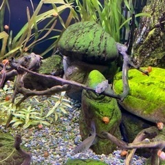 値下げしました　30cmキューブ渓流レイアウト水槽の画像