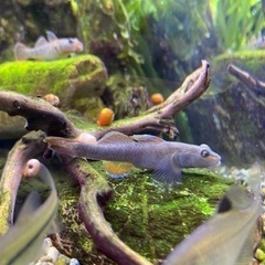 値下げしました　30cmキューブ渓流レイアウト水槽の画像