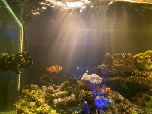 [値下げしました‼️]海水魚 水槽一式 30000円