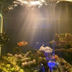 [値下げしました‼️]海水魚 水槽一式 30000円の画像