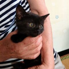 可愛い黒猫の子猫ちゃん～優しいご家族の一員になりました😽💕😸