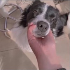 ボーダーコリー♂のとてもいい子で行き場所のない子です。友達の親御...