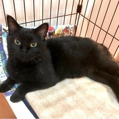 鼻ぺちゃ美人の黒ネコさくらちゃん◯１歳半
