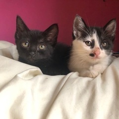 子猫2匹1ヶ月ぐらい♡