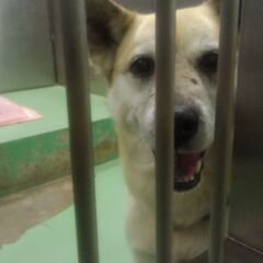 行政に収容中！！優しく明るい12才のお母さん犬、幸せになってほしい！
