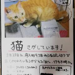 猫を探しています