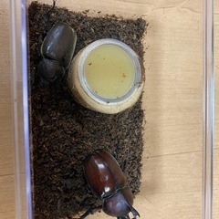 カブトムシの画像