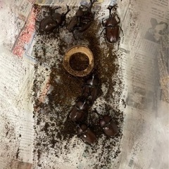 カブトムシの画像