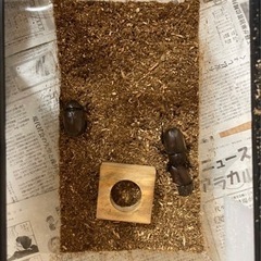 カブトムシの画像