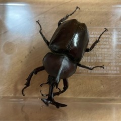 カブトムシの画像
