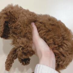 ボランティアトリマー見習いさん募集 - 町田市
